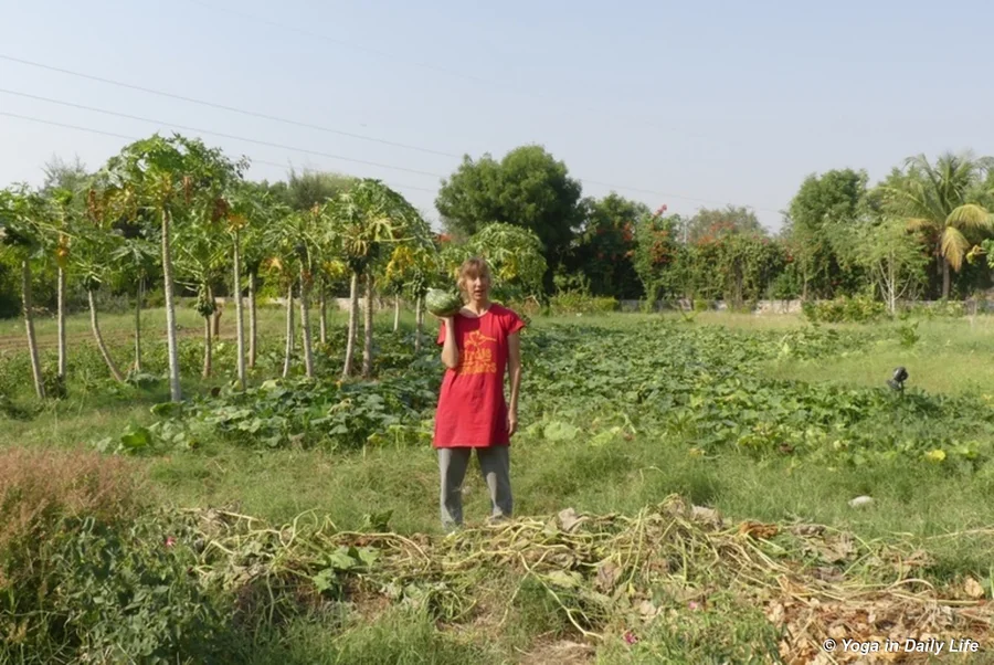 The last few pumpkins from the patch